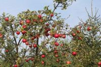Appel- en perenbomen snoeien