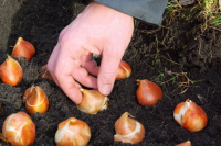 Laatste kans: bollen planten!