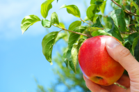 Landelijke Appelplukdag 2016