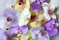 Phalaenopsis, Woonplant van de maand december