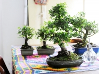 Woonplant van de maand maart: Bonsai