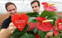 De flamingoplant (Anthurium)