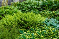 Schaduwplanten en halfschaduwplanten