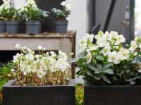 Tuinplant van de maand december: Helleborus