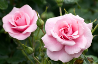 Tuinplant van de Maand mei: roos