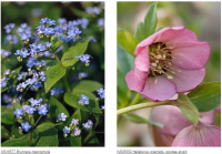 Vaste planten in uw tuin!