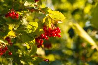 Viburnums in geuren en kleuren