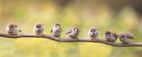 Vogelvriendelijk tuinieren