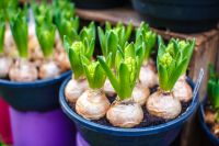 Voorjaarsbollen planten in 3 stappen