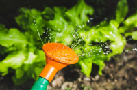 Wat te doen in de tuin in juli?