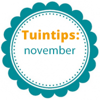 Wat te doen in de tuin in november?