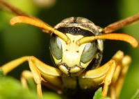 Wespen uit de tuin verjagen!