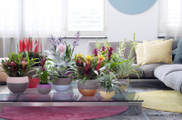 Woonplant van de maand maart: Bromelia