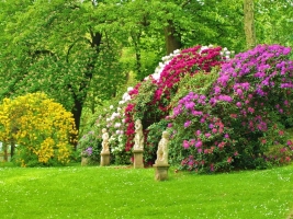 Bomen, heesters en coniferen